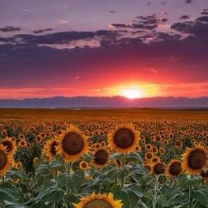 Meet your Posher, Felly